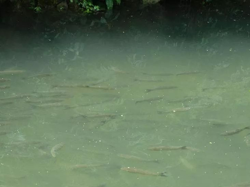 生物毒性分析仪是可测定有毒化合物