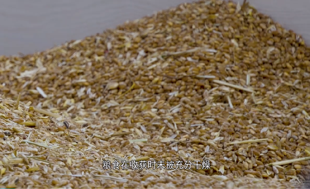 黄曲霉毒素检测仪的产品使用步骤