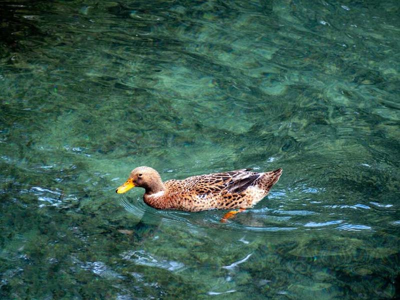 水中溶解氧检测方法有哪些