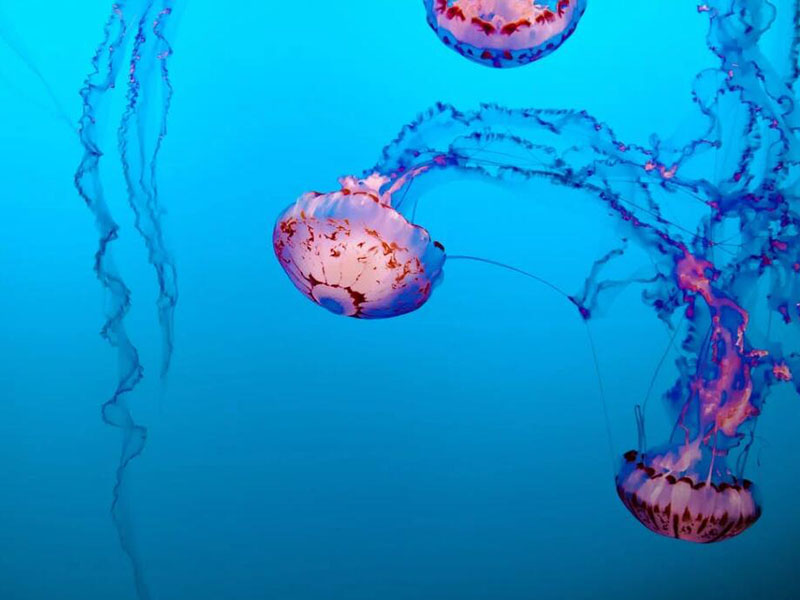 水质总大肠菌群控制措施