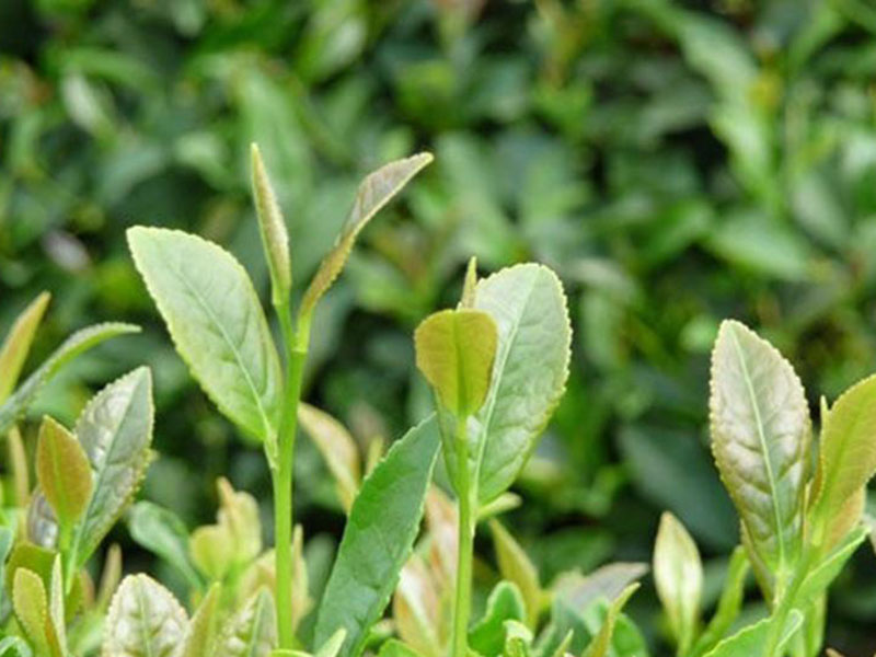叶绿素测定仪，在植物生长中起到怎样的作用