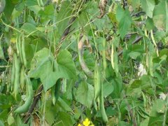 蔬菜农残检测设备，检测芸豆农药残留含量