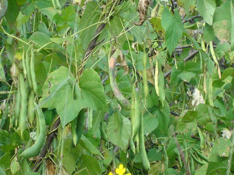 蔬菜农残检测设备，检测芸豆农药残留含量