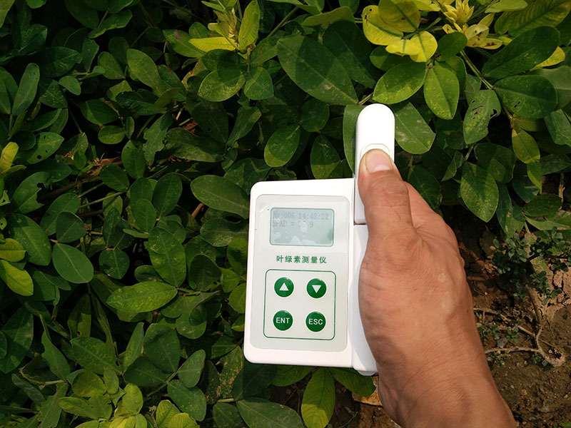 HED-YA植物叶绿素仪，为植物的健康状况做检查
