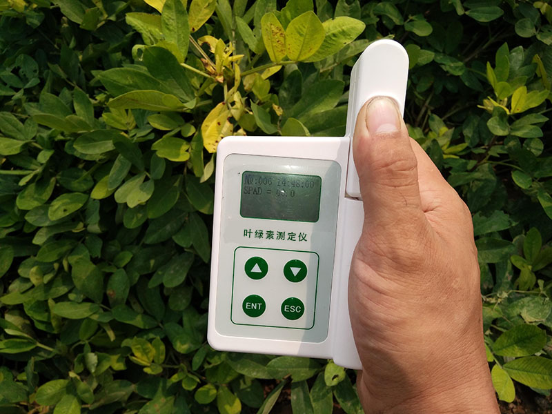 HED-YA植物叶绿素仪，为植物的健康状况做检查